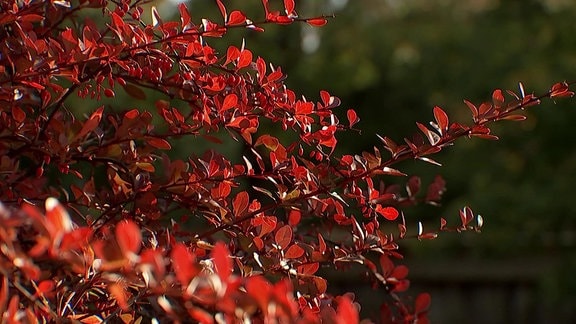Busch einer Berberitrze mit kleinen roten Blättern. 