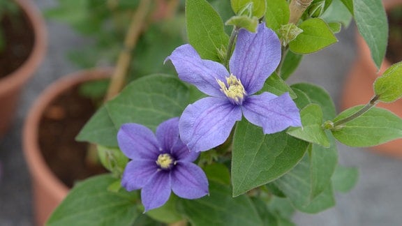 Blaue Clematis-Blüten