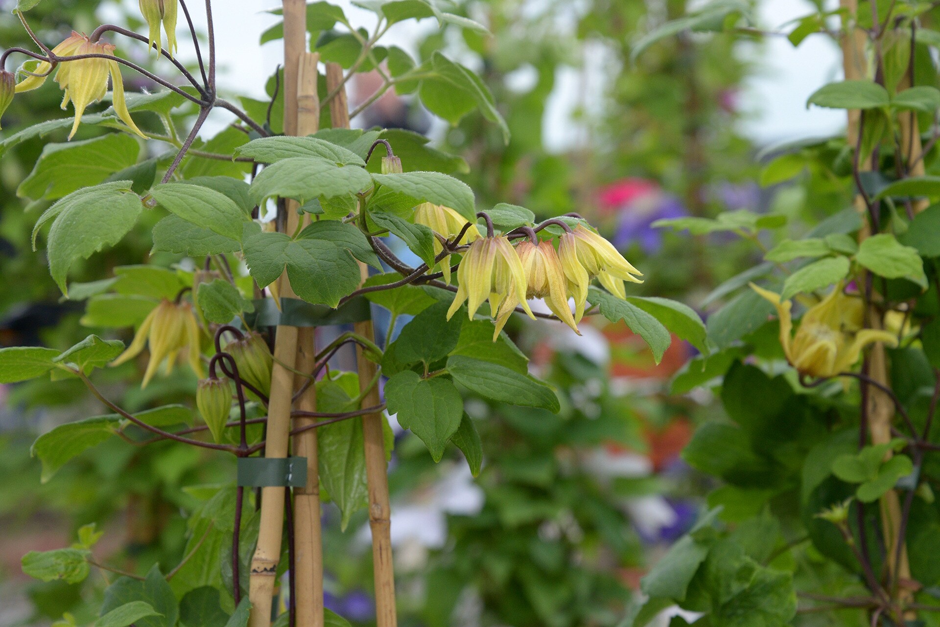 Clematis WaldrebenSorten MDR.DE