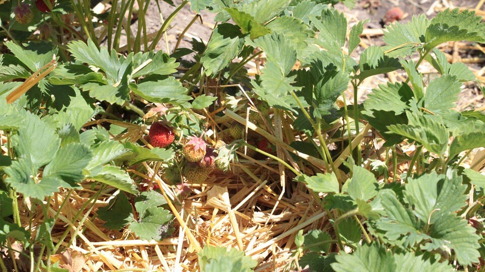 Erdbeeren richtig mulchen und Tomaten mit Wildkräutern düngen MDR.DE