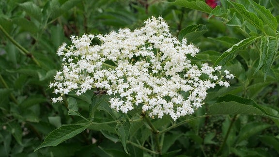 Holunder Pflanzen, Pflegen Und Beeren Und Blüten Nutzen | MDR.DE