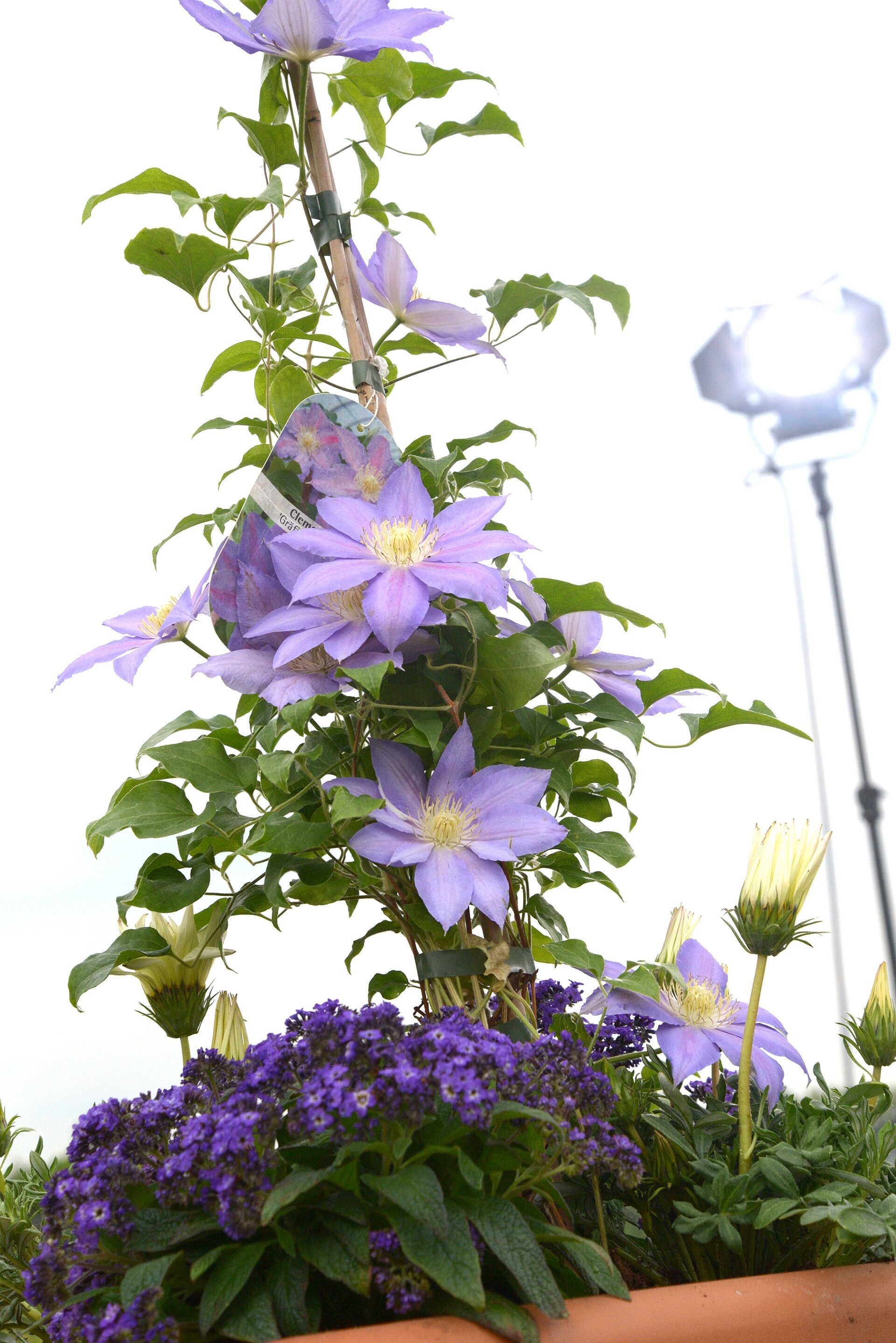 Clematis WaldrebenSorten MDR.DE