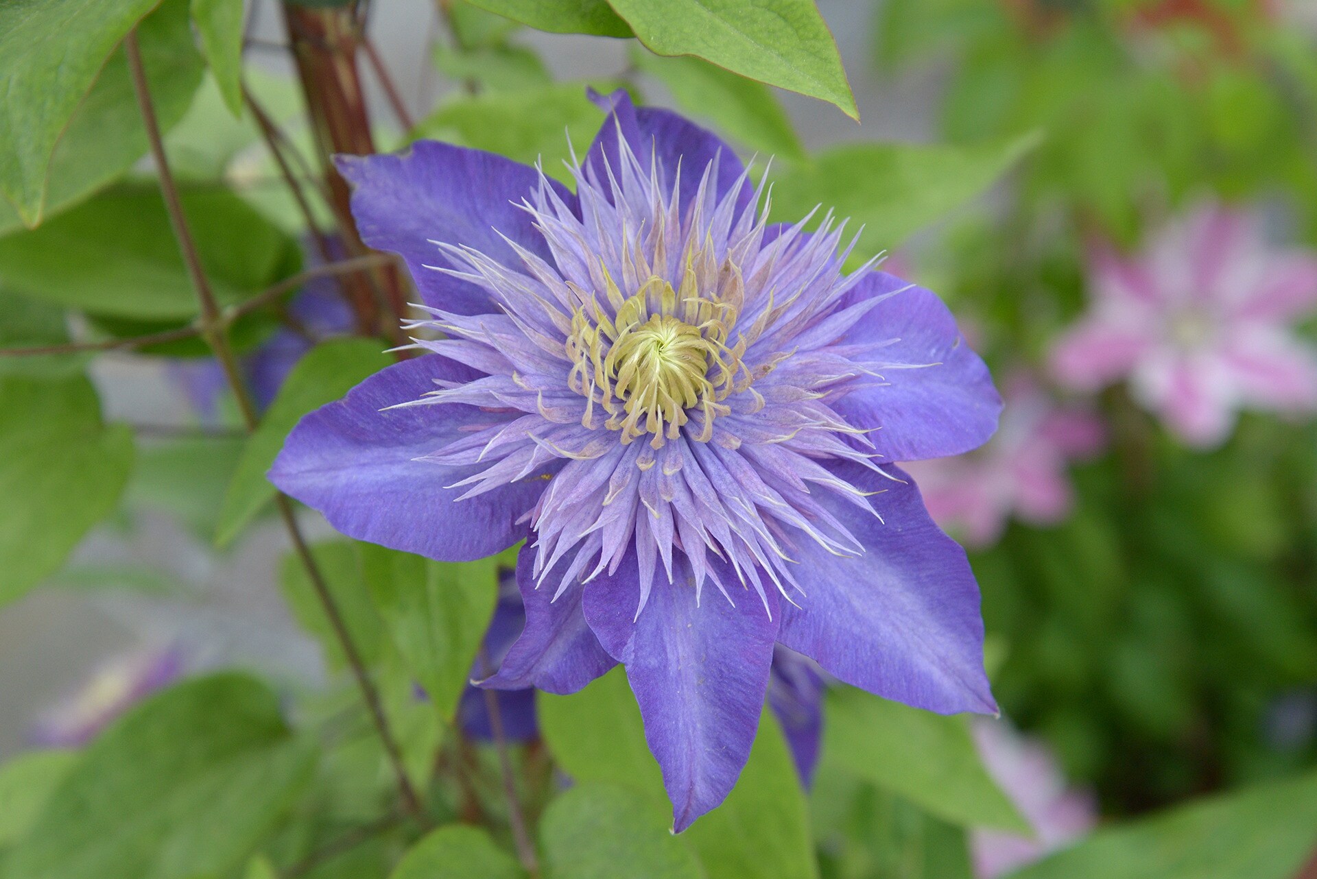 Clematis WaldrebenSorten MDR.DE