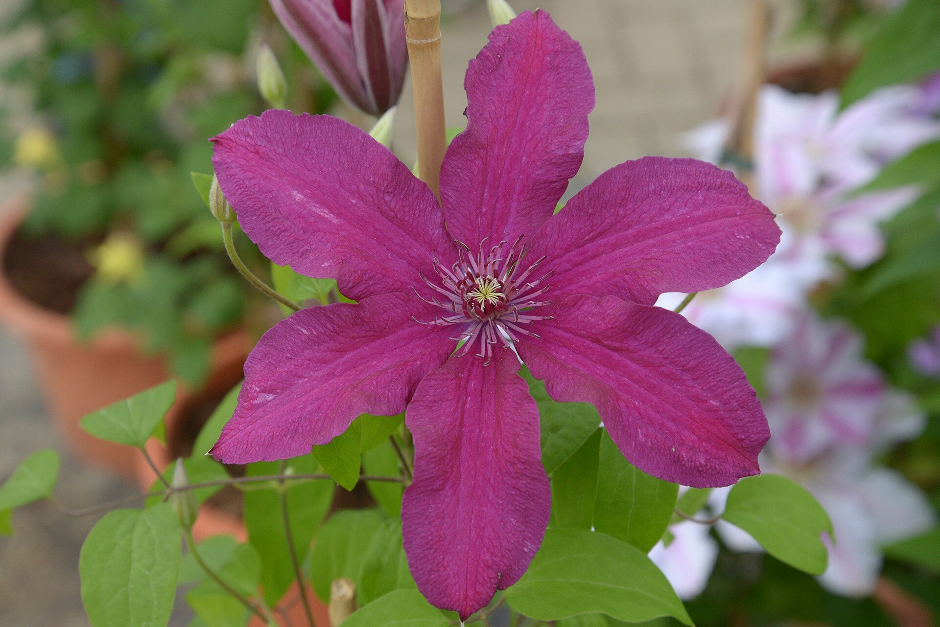 Clematis WaldrebenSorten MDR.DE