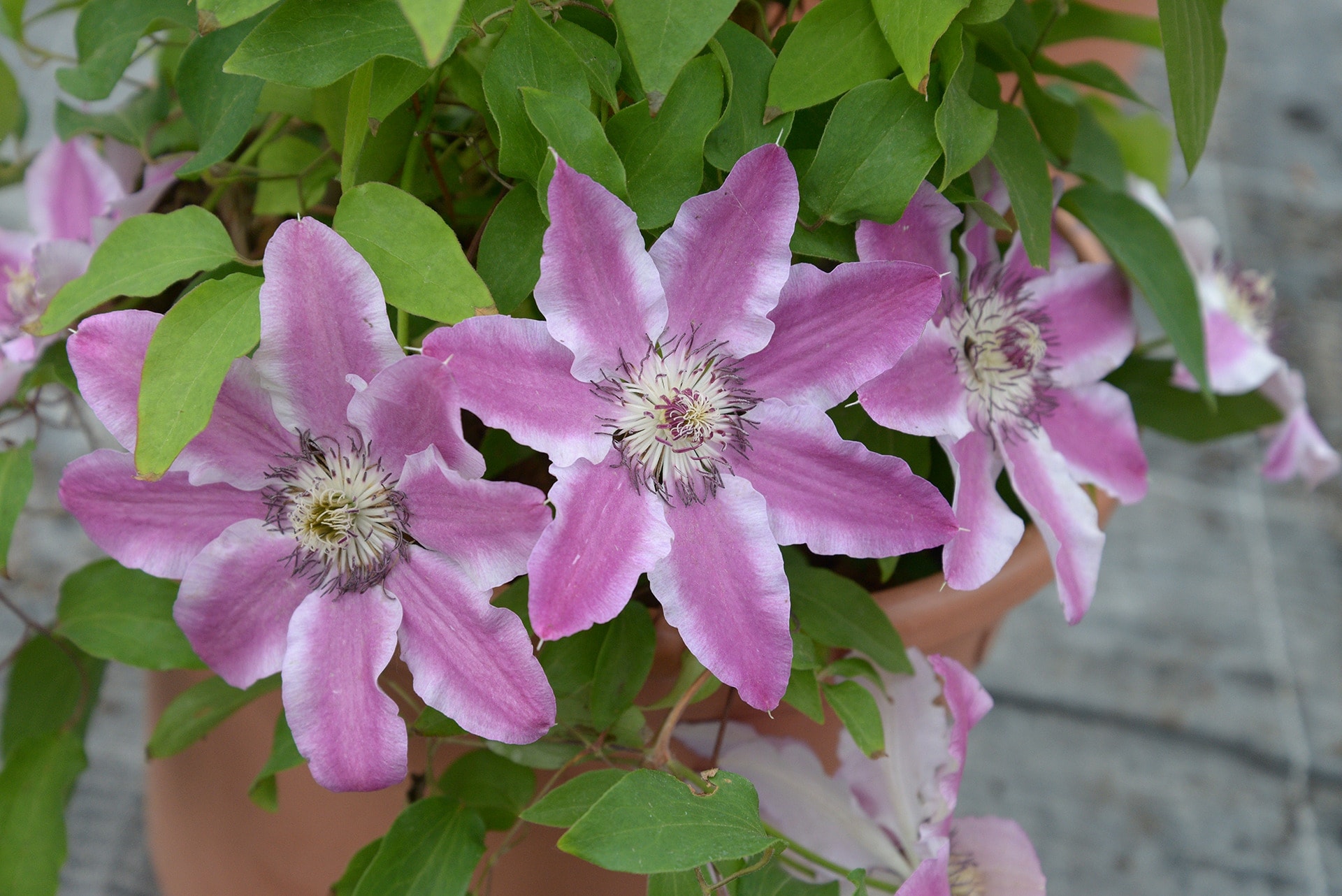 Clematis WaldrebenSorten MDR.DE