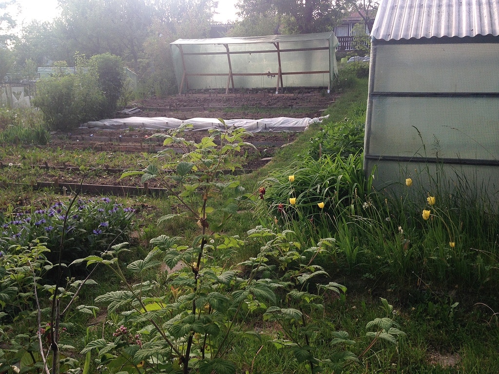 Mdr Garten Tomatenhaus Und Gewachshaus 2 Mdr De