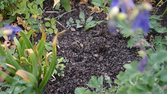 Kleine fast schwarze Schalen liegen um Pflanzen in einem Beet  