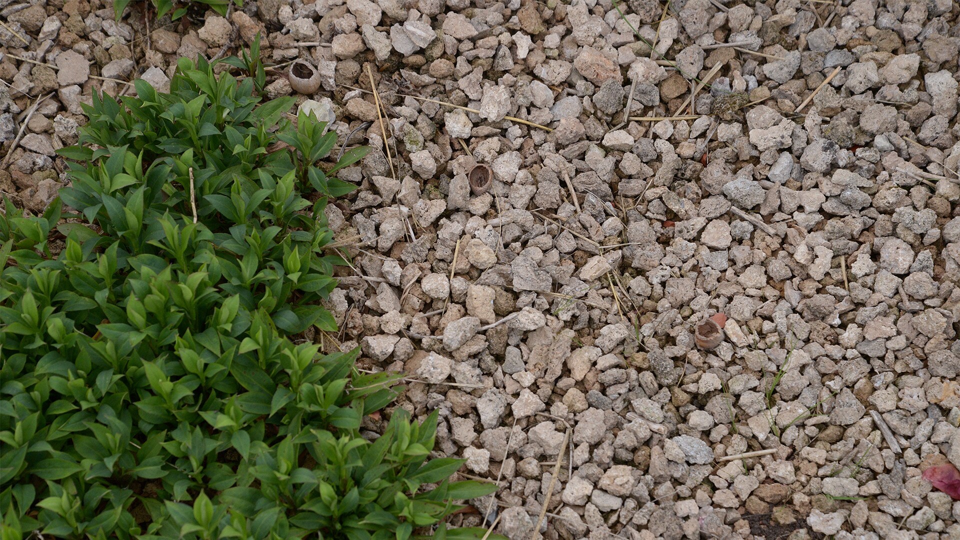 MulchMaterialien in der Übersicht MDR.DE
