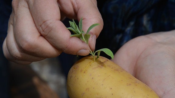 In eine eingeritzte Kartoffel wird ein Steckling geschoben.  