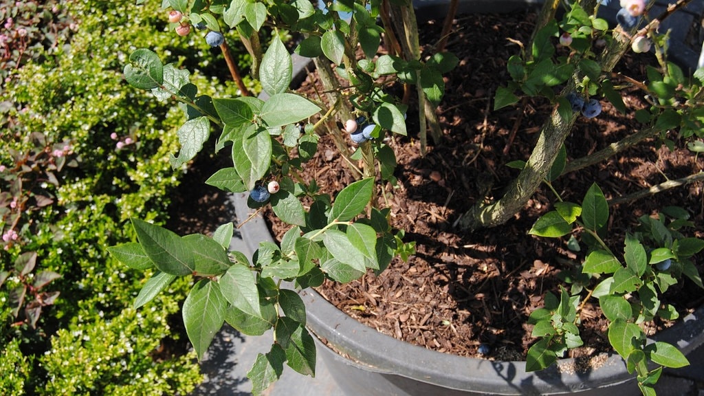 Wald Und Kultur Heidelbeeren Im Garten Und Auf Dem Balkon Anbauen Mdr De