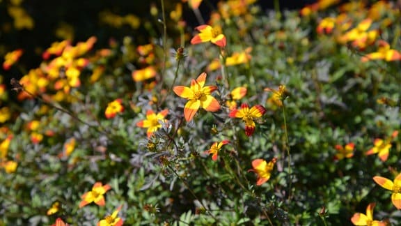 Viele kleine gelb-orangene Blüten an einer Pflanze. 