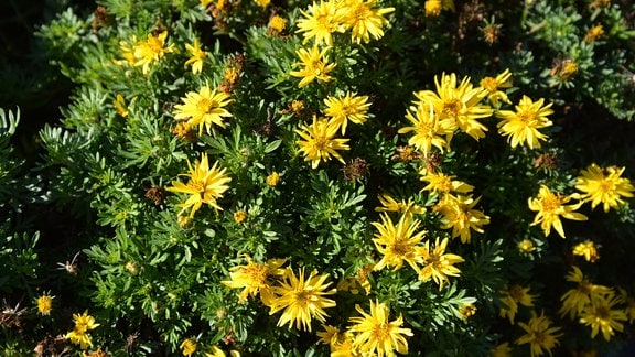 Viele kleine gelbe gefüllte Blüten an einer Pflanze. 