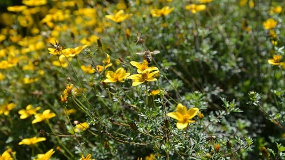 Viele kleine gelbe Blüten an einer Pflanze. Eine Biene fliegt über den Blüten. 