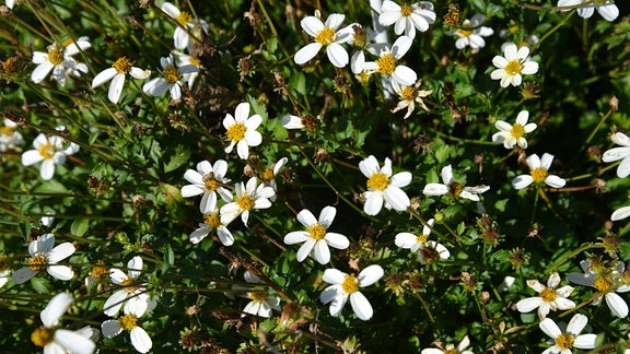 Viele kleine weiße Blüten an einer Pflanze.