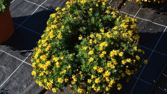 Kompakt wachsende Pflanze in einem Kübel mit gelben Blüten. 