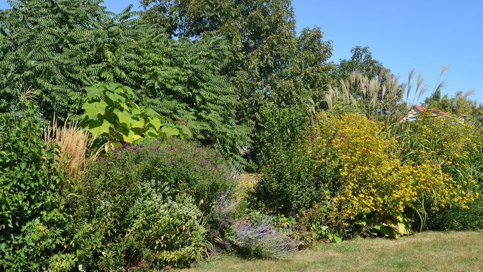 Eine Wildhecke aus Bäumen, Sträuchern und Stauden