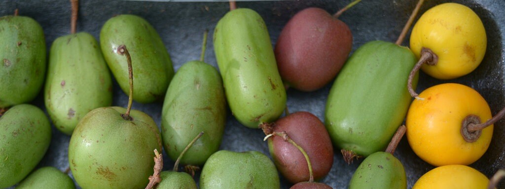 Kiwibeeren Pflanzen Pflegen Ernten Mdr De