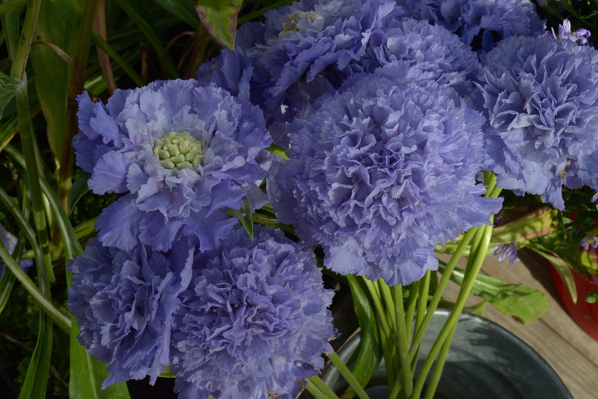 Aster, Eisenkraut und Blauraute Stauden mit blauen Blüten MDR.DE
