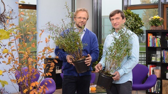 Moderator Jens Haentzschel und Heiko Schieke stehen im MDR-Garten-Studio und halten Blumentöpfe mit Sanddornpflanzen in der Hand. 