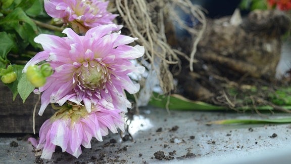 Rosarote Dahlienblüten und ausgegrabene Knollen liegen auf einem Tisch.