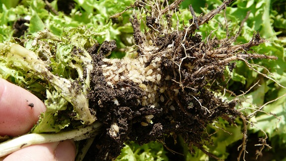 Im Wurzelballen einer Salatpflanze sitzen viele kleine Läuse.  