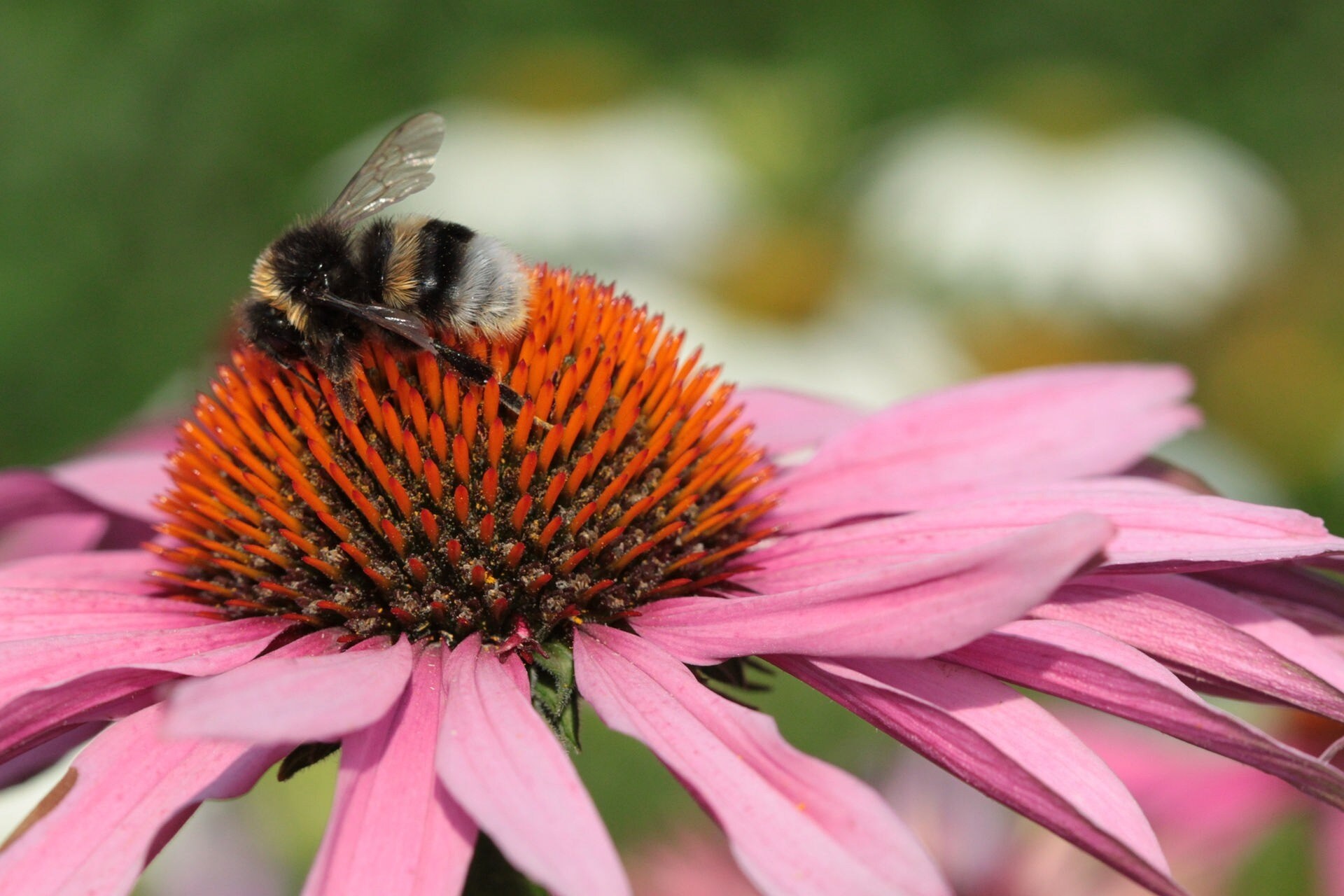 Bienen und Hummelweiden MDR.DE