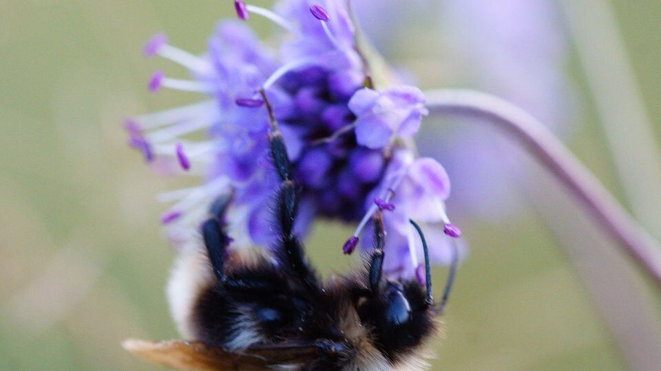Hummeln - unterschätzte Bestäuber im Garten | MDR.DE
