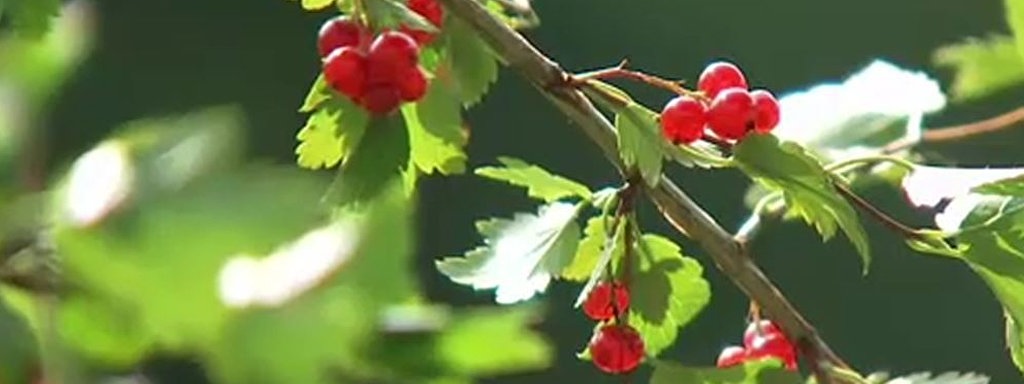 Johannisbeeren Der Beliebte Klassiker Mdr De