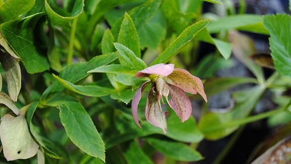 Braun gesprenkelte, rosa-grüne Blüte einer Lenzrose mit deutlich sichtbarem Samenansatz 