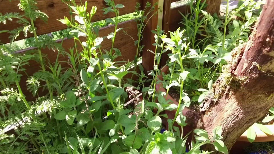 Heimat Für Seltene Wildpflanzen Mdr De Heimat Für Seltene Wildpflanzen Mdr De