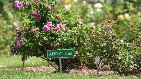 Rosarium Sangerhausen, Wegweiser zum ADR-Garten (ADR - Allgemeine Deutsche Rosenneuheitenprüfung)