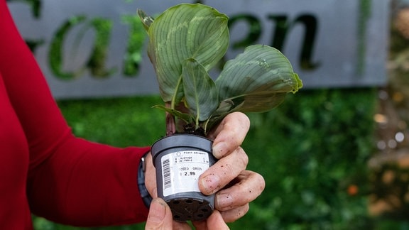 Eine Hand hält das Etikett einer kleinen Pflanze in die Kamera. Darauf ist die Sorte und der Preis abgebildet. Es handelt sich um eine Calathea für 2,99 Euro.