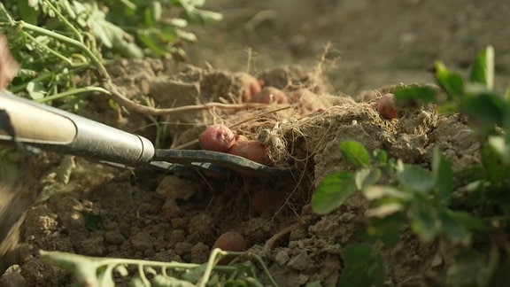 Kartoffeln werden ausgegraben