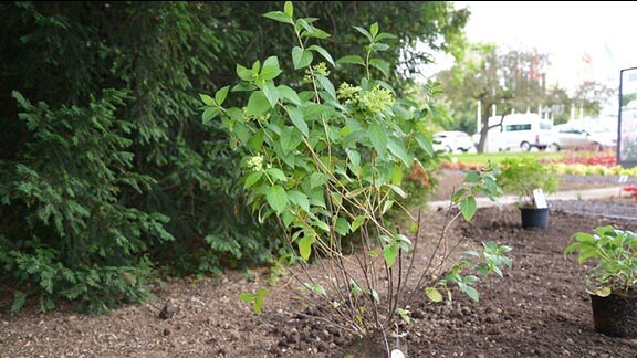 Hortensie graniflora