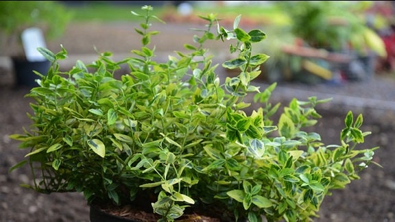 Bodendecker mit kleinen gelb-grünen Blättern (Euonymus fortunei ´Emerald ´n Gold´)