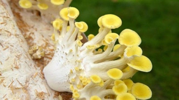 Gelbe Pilze wachsen in einer Kiste auf einer speziellen weißen Masse