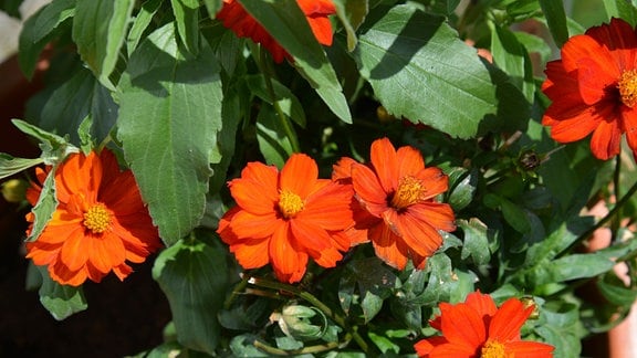 Orangefarbene Blume