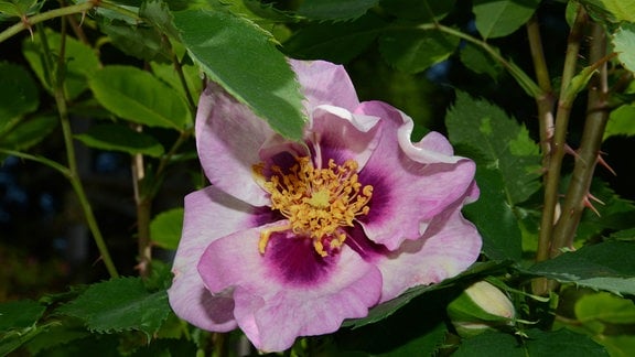 Rose Hulthemia Hybride Ice for You Rosafarbene Rose mit einem dunklen Auge in der Blütenmitte