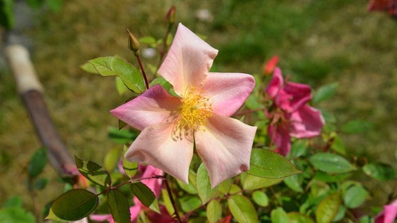 Rose Rosa Mutabilis Lachsfarbene Rose