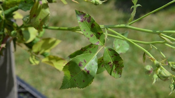 Sternrußtau Braune Flecken auf grünem Blatt