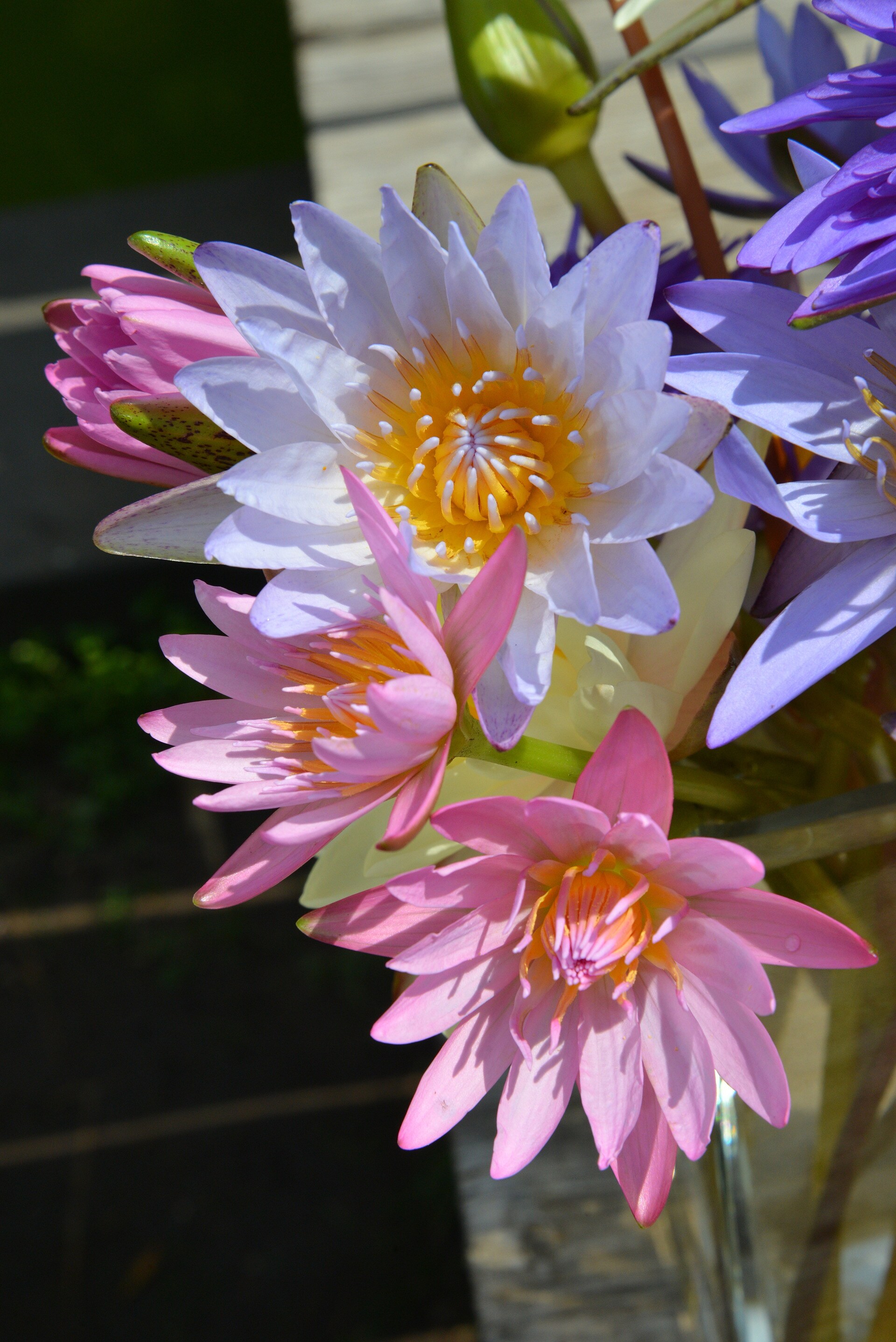 So schön blühen die Seerosen Sorten MDR.DE