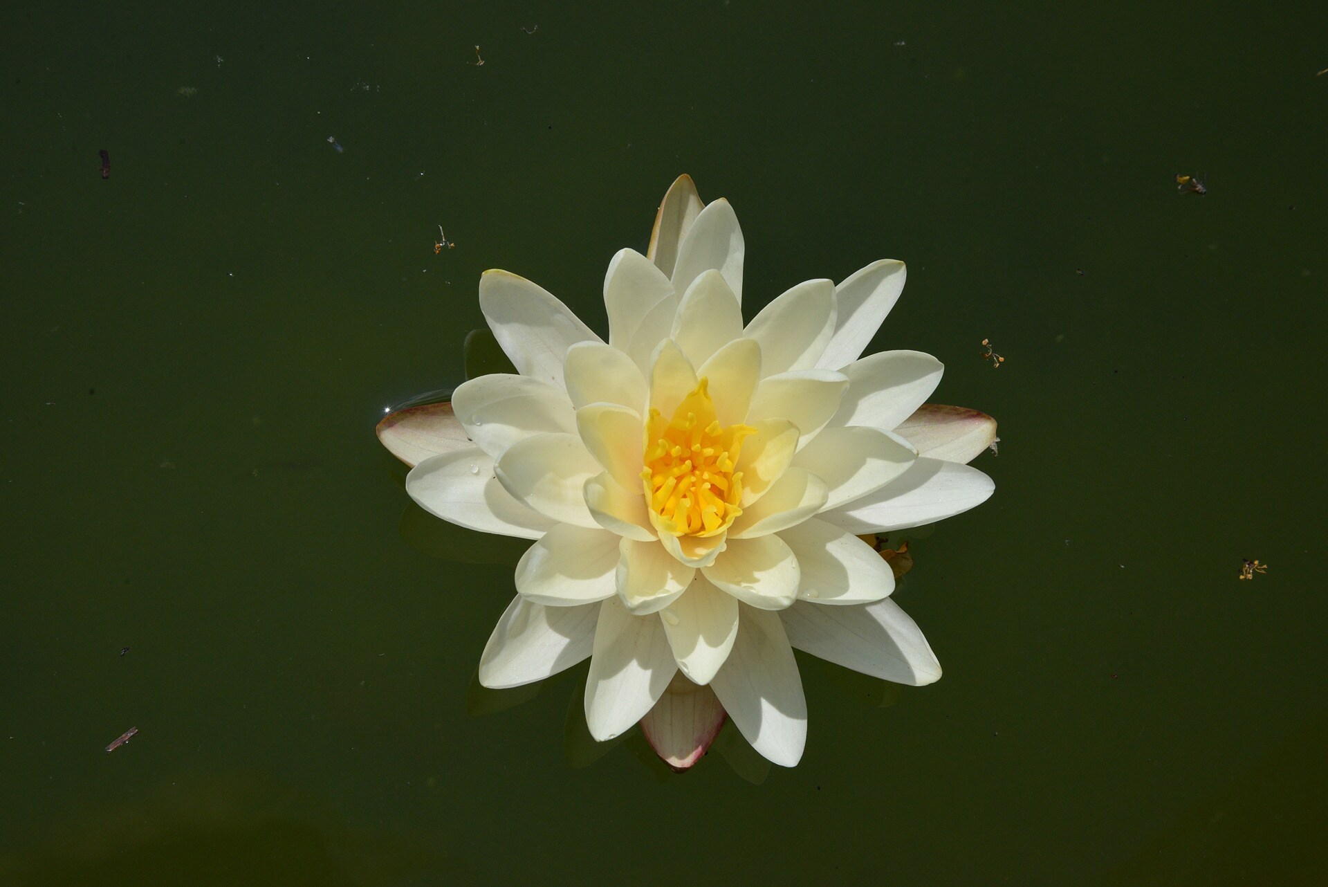 So schön blühen die Seerosen Sorten MDR.DE