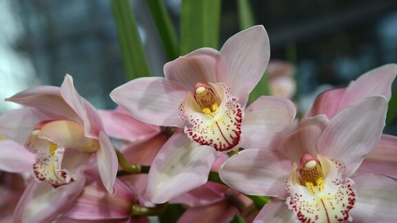 Rosafarbene Orchideenblüte