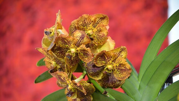 Gelbe Orchideenblüten mit dunkelbrauen Sprenkeln