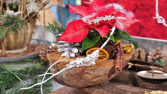 Eine mit einem Weihnachtsstern bepflanzte Kokosnuss steht auf einem Holzstück, das auf einem Tisch liegt