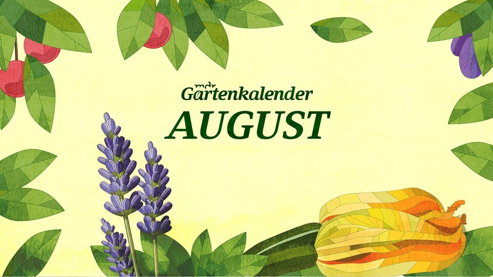 Der MDR Gartenkalender: Gartentipps für August  MDR.DE