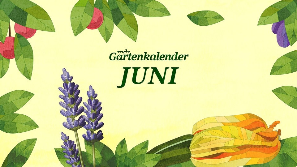 Der MDR Gartenkalender Gartentipps für Juni MDR.DE