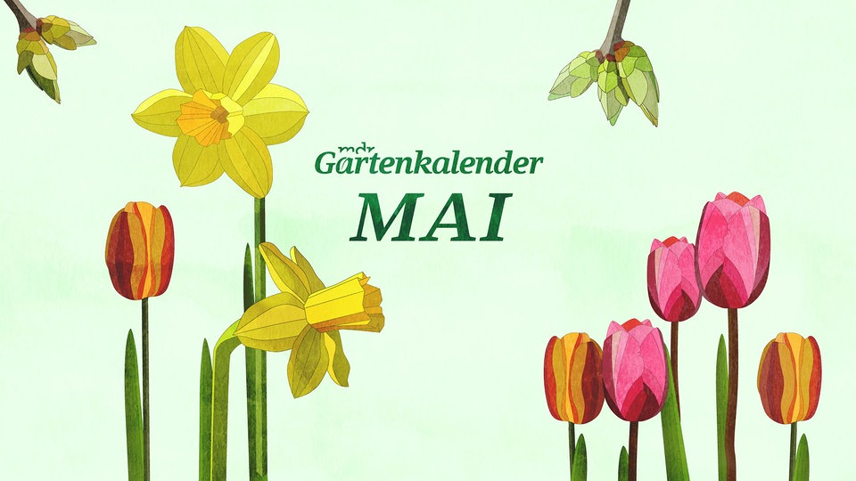 Der MDR Gartenkalender: Gartentipps für Mai | MDR.DE