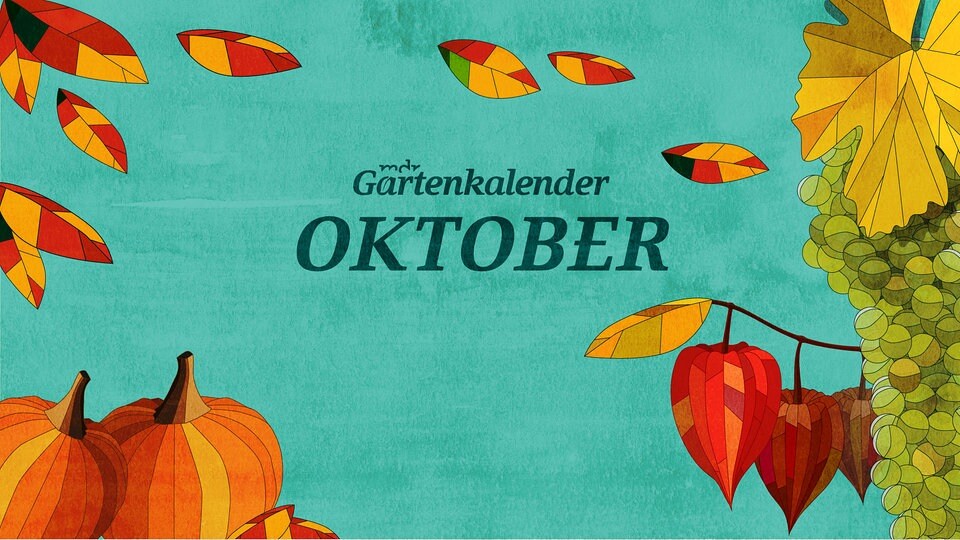 Der MDR Gartenkalender: Gartentipps für Oktober  MDR.DE