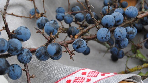 Ein Zweig mit dunkelblauen Früchten der Wildobst-Sorte Schlehe in einem Korb